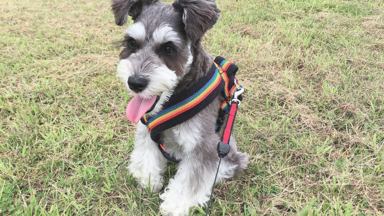 子犬のしつけ まての教え方 愛犬mシュナウザーとの生活